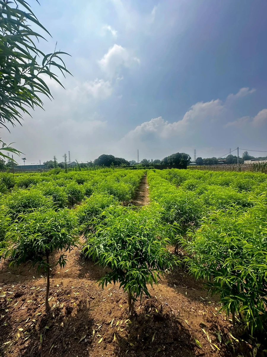 Bán đất nông nghiệp 266m2 Hoài Đức, Hà Nội - 500 triệu - Ảnh thu nhỏ 3