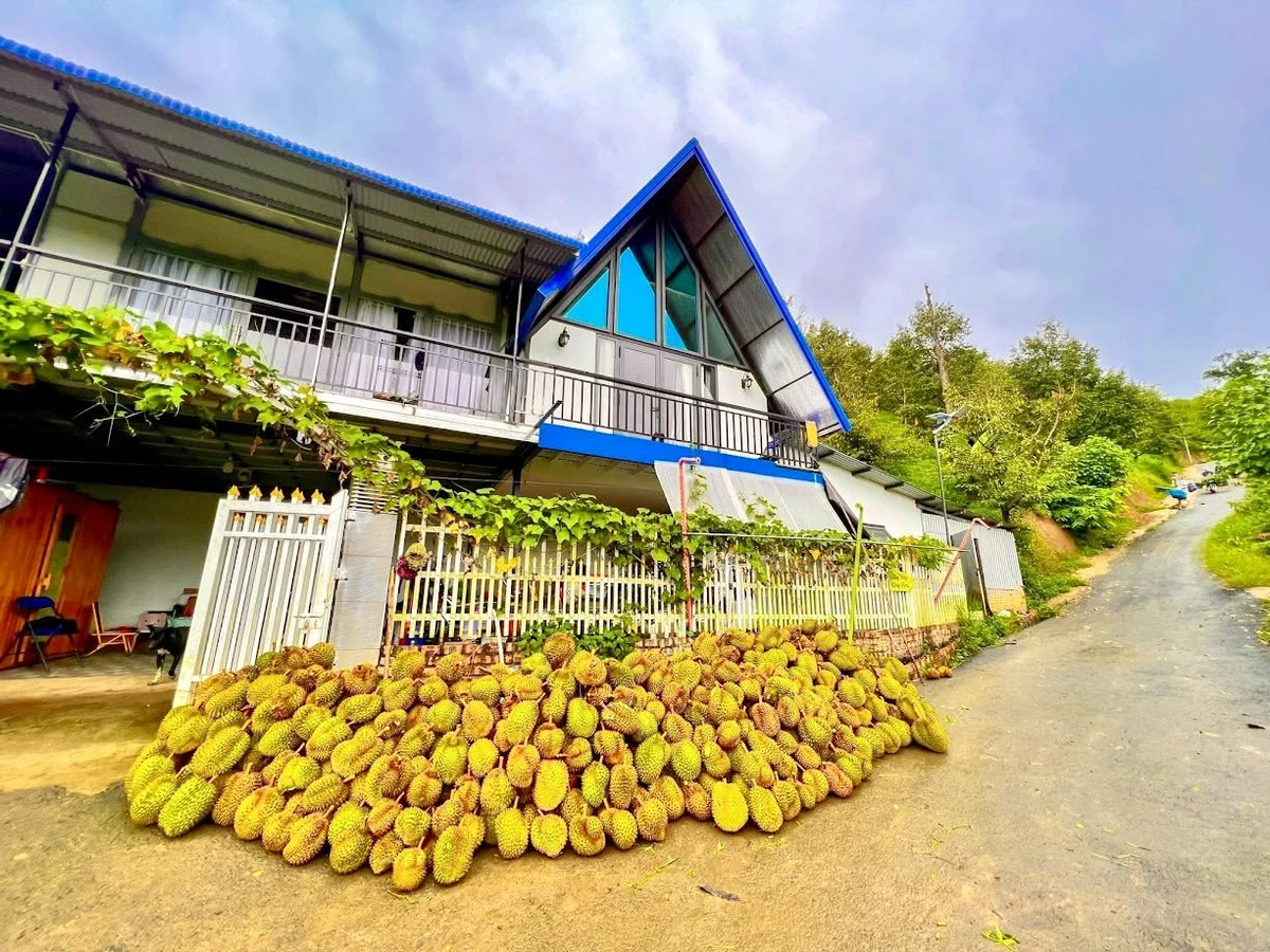 Bán 6.654m² đất vườn sầu riêng kèm nhà đầy đủ nội thất tại Bảo Lộc, giá 4,3 tỷ - Ảnh thu nhỏ 3