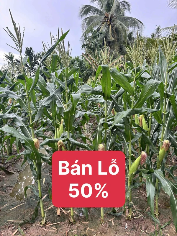 Bán 6,9 hecta đất Đắk Mil, Đắk Nông, 199 triệu/hecta