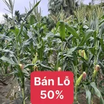 Bán 6,9 hecta đất Đắk Mil, Đắk Nông, 199 triệu/hecta - Ảnh thu nhỏ 1