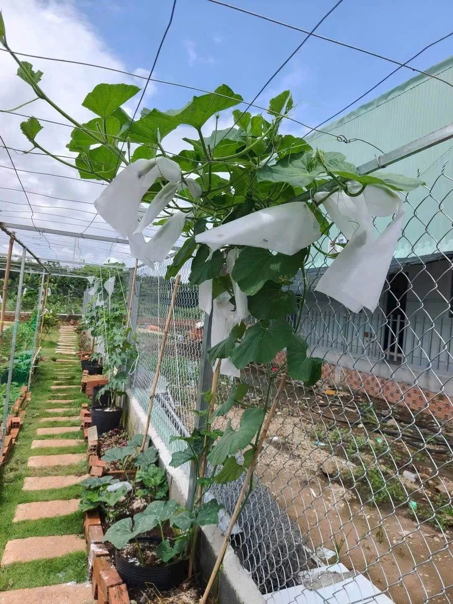 Bán đất vườn 350m² Long Tân Đất Đỏ 1 tỷ 750 triệu - Ảnh thu nhỏ 3