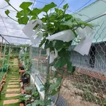 Bán đất vườn 350m² Long Tân Đất Đỏ 1 tỷ 750 triệu - Ảnh thu nhỏ 3