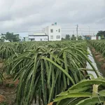 Bán 9000m² đất lúa Châu Thành Long An - Ảnh thu nhỏ 4