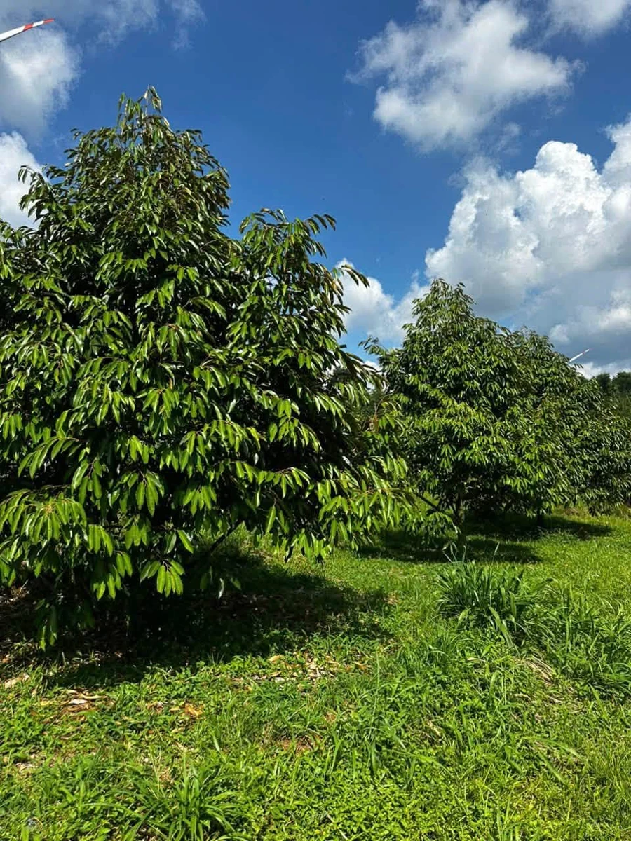 Bán 1,7 hectare sầu riêng năm 4 tại Eakhal, Đắk Lắk - Ảnh thu nhỏ 2