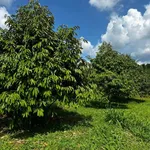 Bán 1,7 hectare sầu riêng năm 4 tại Eakhal, Đắk Lắk - Ảnh thu nhỏ 2