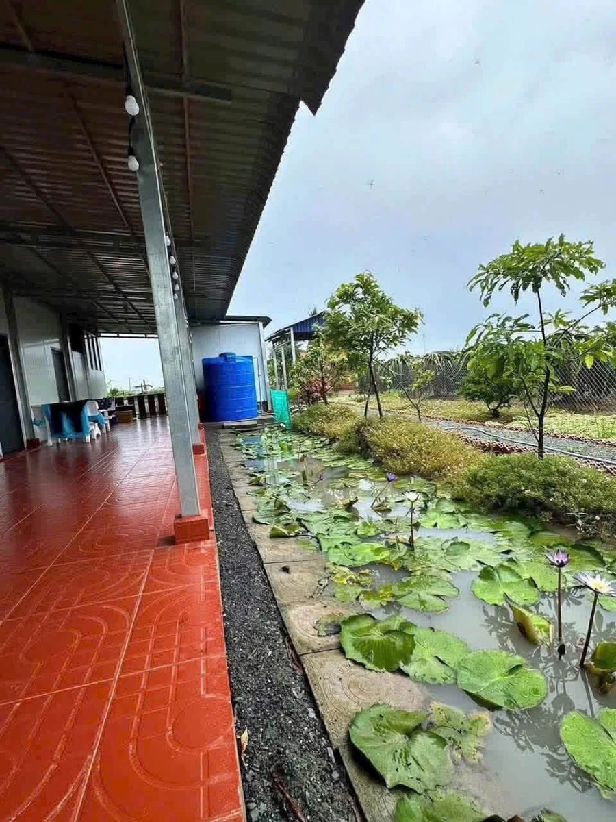 Bán nhà vườn 1.000m² với ao cá, cây ăn trái tại Long An - 1 tỷ 150 - Ảnh thu nhỏ 3