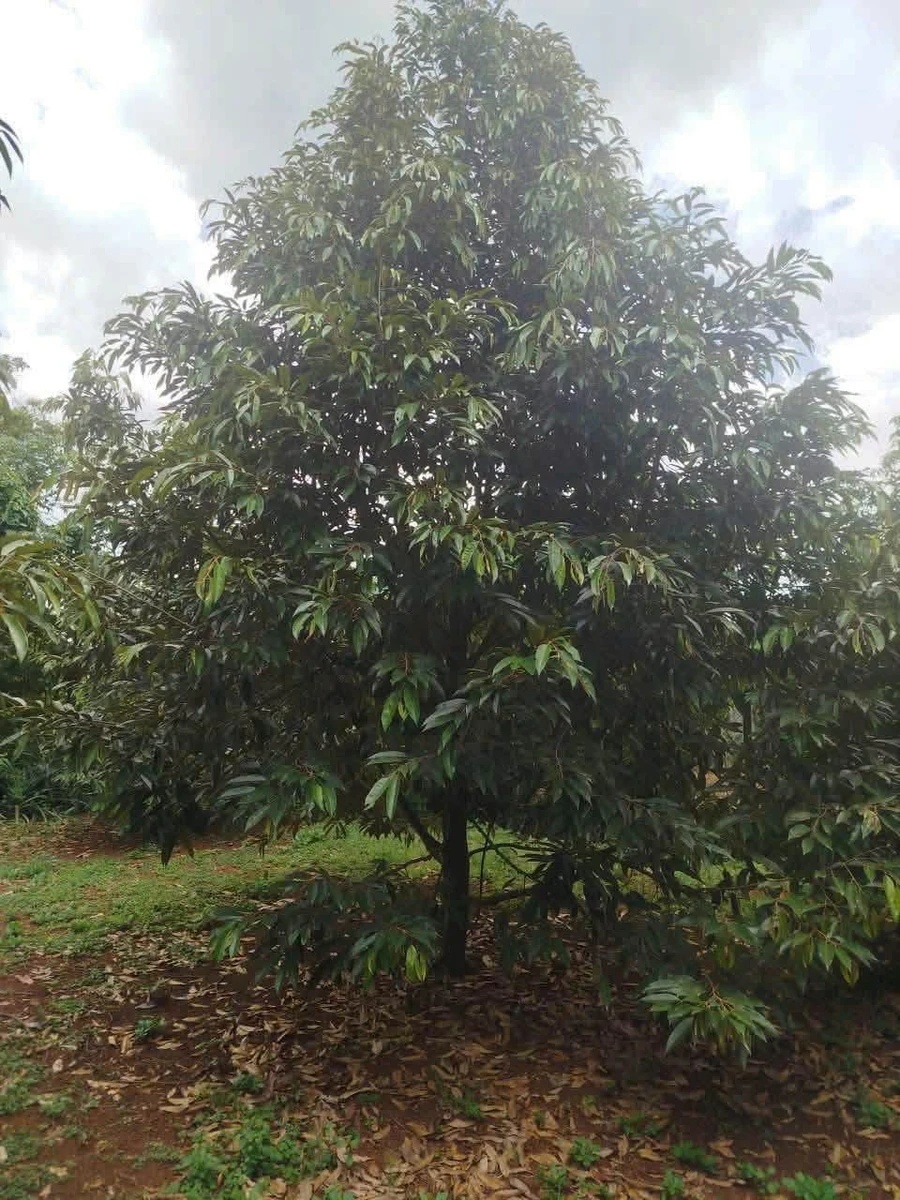 Bán đất nông doanh 6.607m² Long Khánh, Đồng Nai - 5 tỷ - Ảnh thu nhỏ 2