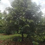 Bán đất nông doanh 6.607m² Long Khánh, Đồng Nai - 5 tỷ - Ảnh thu nhỏ 2