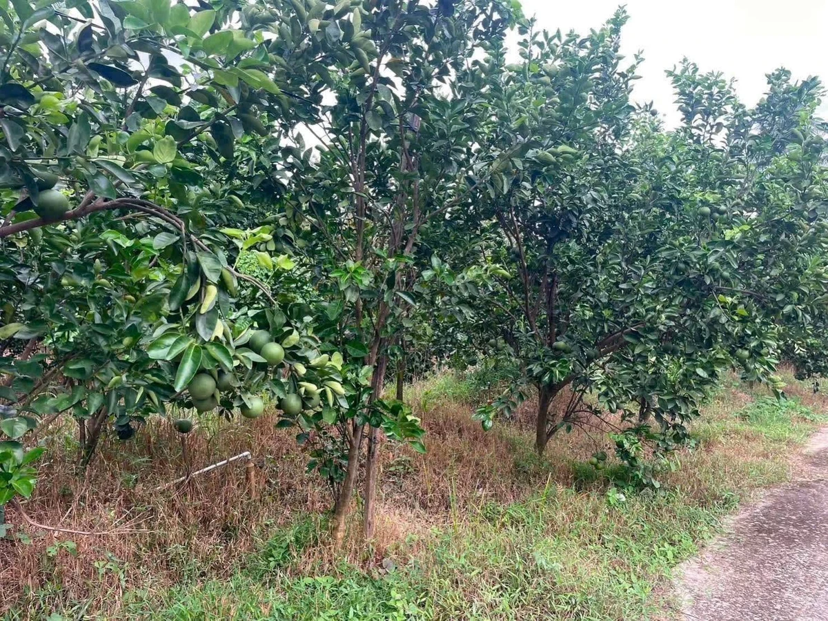 Bán vườn bưởi sầu riêng 5.339m² Vĩnh Long - Ảnh thu nhỏ 4