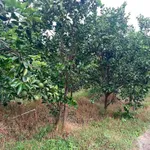 Bán vườn bưởi sầu riêng 5.339m² Vĩnh Long - Ảnh thu nhỏ 4