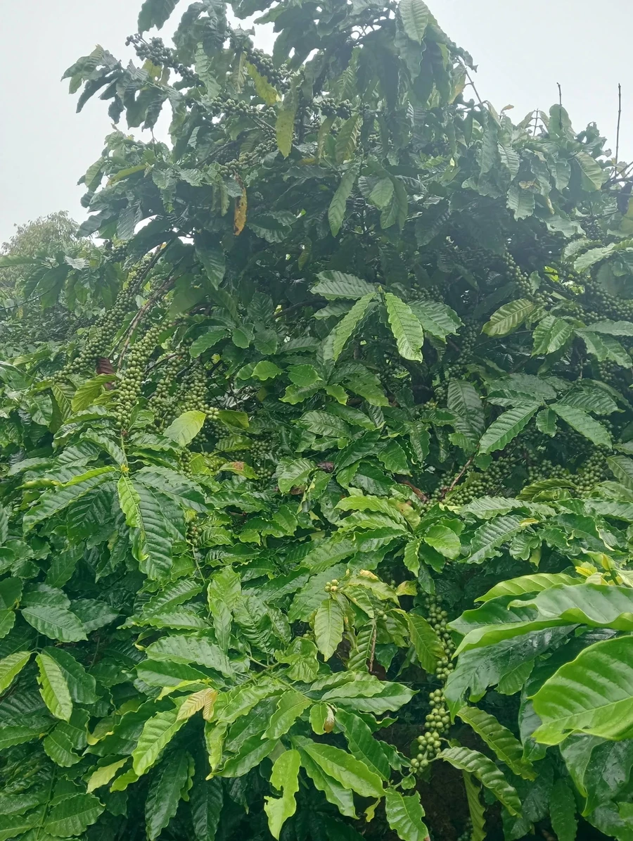 Bán đất 1ha café kinh doanh Tuy Đức Đắk Nông - Ảnh 1