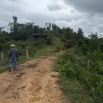 Chính chủ bán 56 hecta rừng keo 4 năm chỉ 320 triệu/hecta (quy hoạch trang trại) - Ảnh thu nhỏ 4
