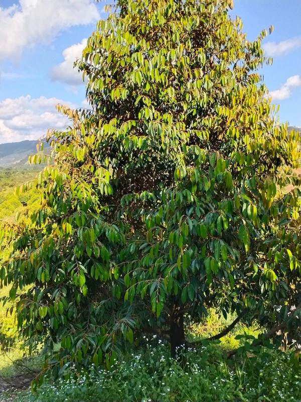 Bán vườn sầu riêng 1,2ha Lâm Đồng 1,7 tỷ