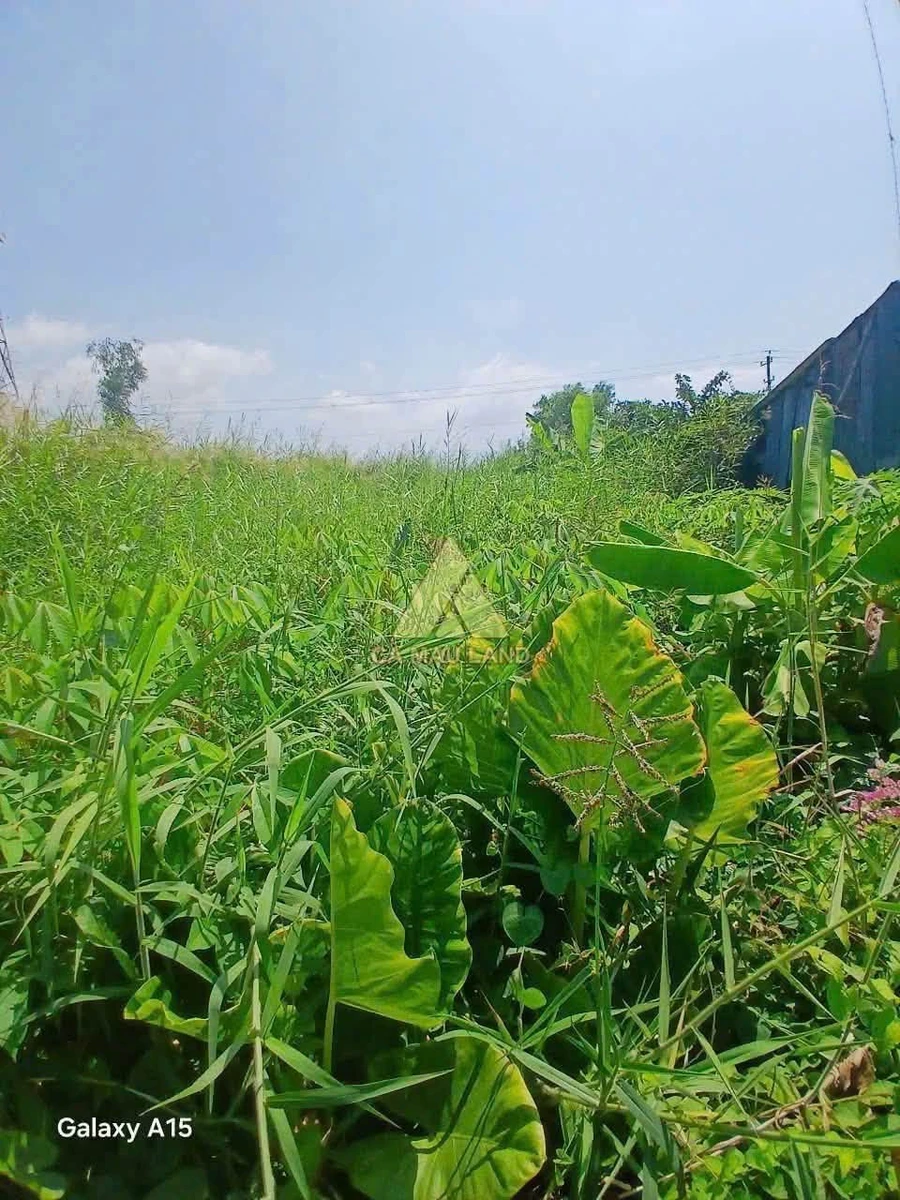 Bán đất thổ cư 648m² Cà Mau gần Cầu Khánh An - Ảnh thu nhỏ 2