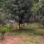 Cho thuê nhà vườn 1400m² Phường Tân Triều 3 triệu/tháng - Ảnh thu nhỏ 1