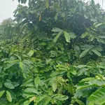 Bán đất cà phê 2ha Tuy Đức, Đắk Nông, giá 400 triệu - Ảnh thu nhỏ 2