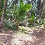 Bán đất Vườn dừa 3,337 m² Nhơn Thạnh Bến Tre - Ảnh thu nhỏ 2