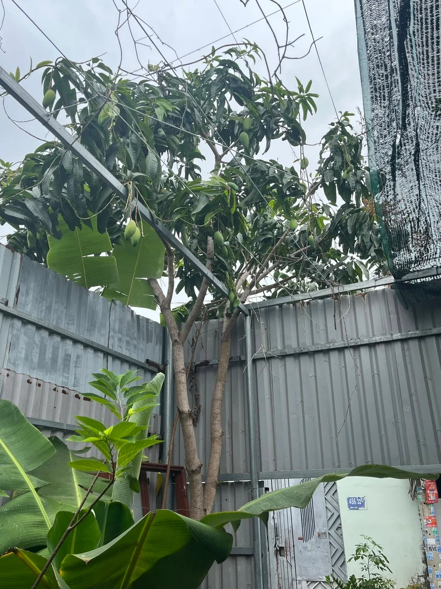 Cho thuê nhà riêng cấp 4, 90m2, 2.5 triệu/tháng, Quận 12 - Ảnh thu nhỏ 5