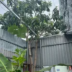 Cho thuê nhà riêng cấp 4, 90m2, 2.5 triệu/tháng, Quận 12 - Ảnh thu nhỏ 5