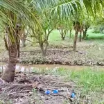 Bán đất 2.208m² chỉ 900 triệu tại Diên Tân - Ảnh thu nhỏ 3