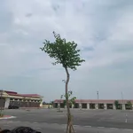 Bán đất Đông Tảo 52m² góc ô tô, 1 tỷ 52 - Ảnh thu nhỏ 2