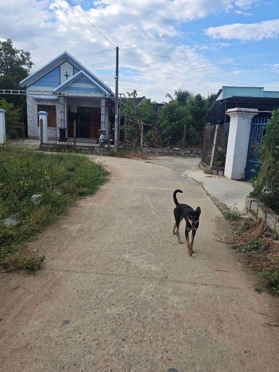 Bán 2 lô đất 60m² Diên Bình Diên Khánh, 518 triệu - Ảnh thu nhỏ 4