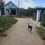 Bán 2 lô đất 60m² Diên Bình Diên Khánh, 518 triệu - Ảnh thu nhỏ 4