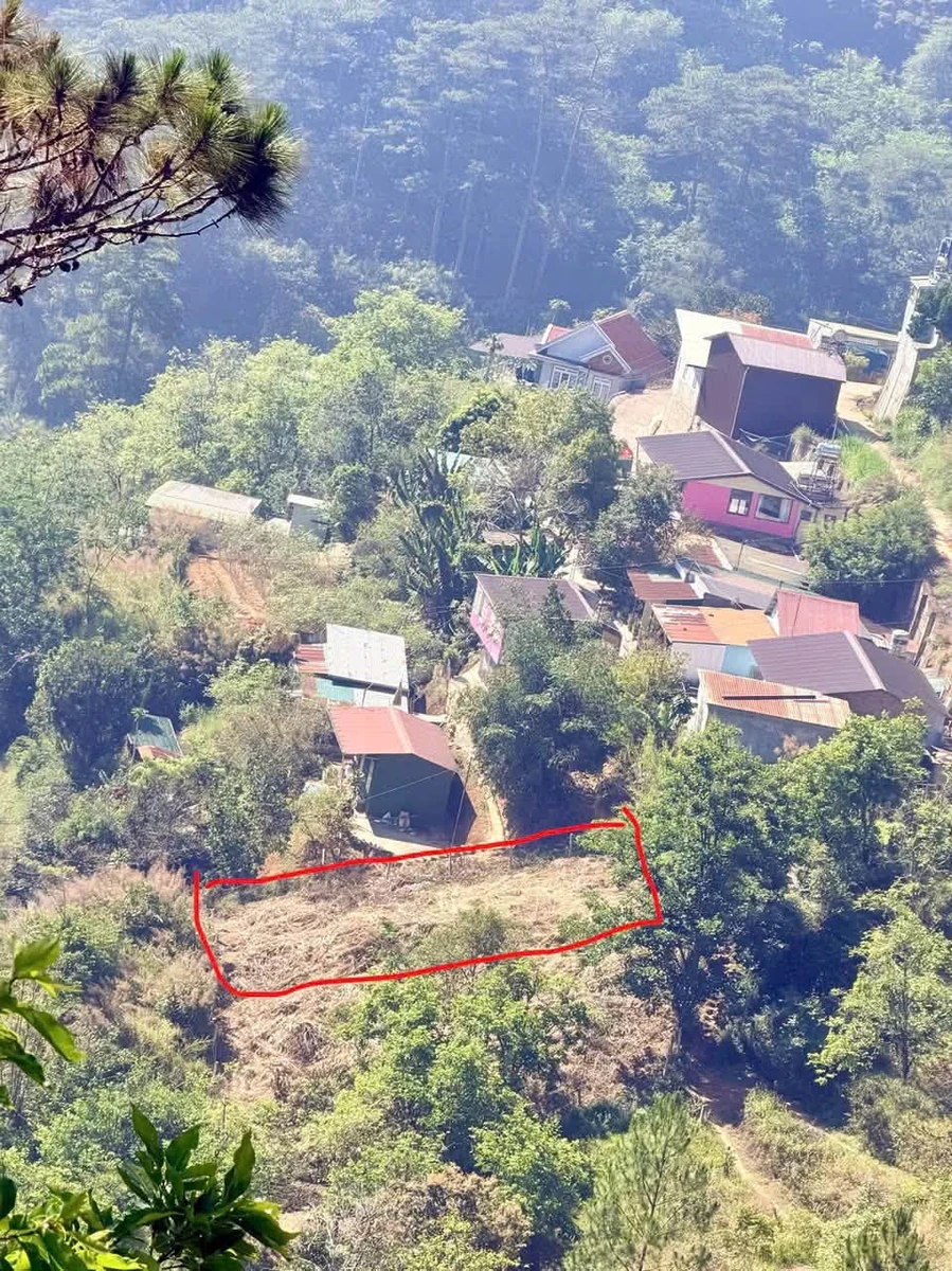 Bán lô đất 500m2 view rừng thông Đà Lạt - Ảnh thu nhỏ 2