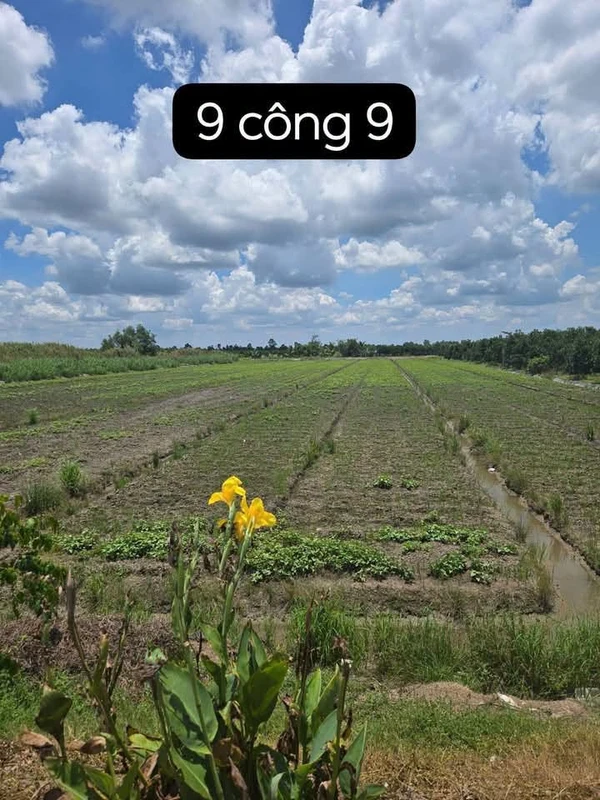 Bán đất mặt tiền tỉnh lộ 908, 9.900m2 (gần 10 công), xã Mỹ Thuận, Vĩnh Long