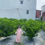 Bán đất 70m² Đông Tảo Hưng Yên 1,7 tỷ - Ảnh thu nhỏ 1