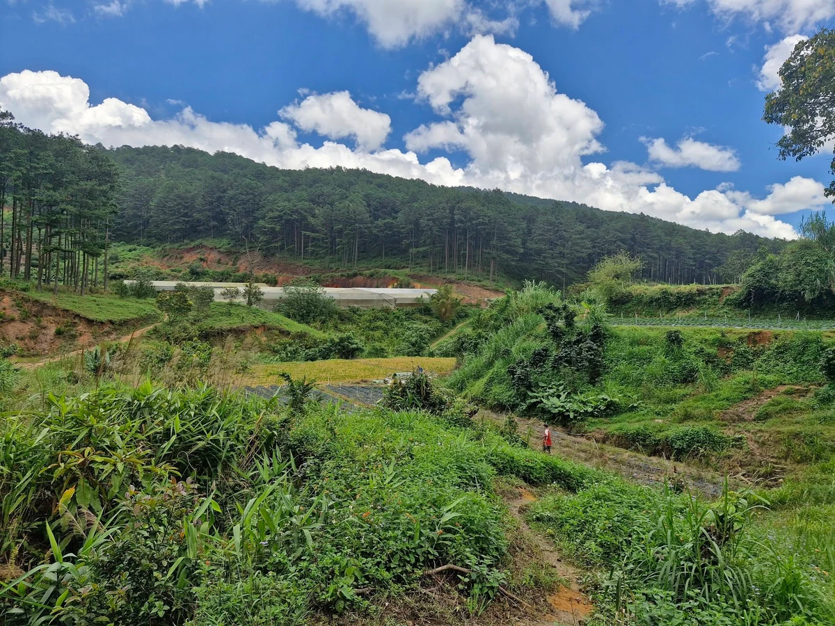 Bán đất vườn An Sơn Đà Lạt 13.000m² giá 11,3 tỷ - Ảnh thu nhỏ 3