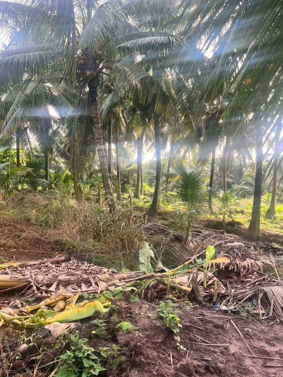 Bán 1,5 công đất vườn dừa Châu Hưng, Vĩnh Long 1,2 tỷ - Ảnh thu nhỏ 3
