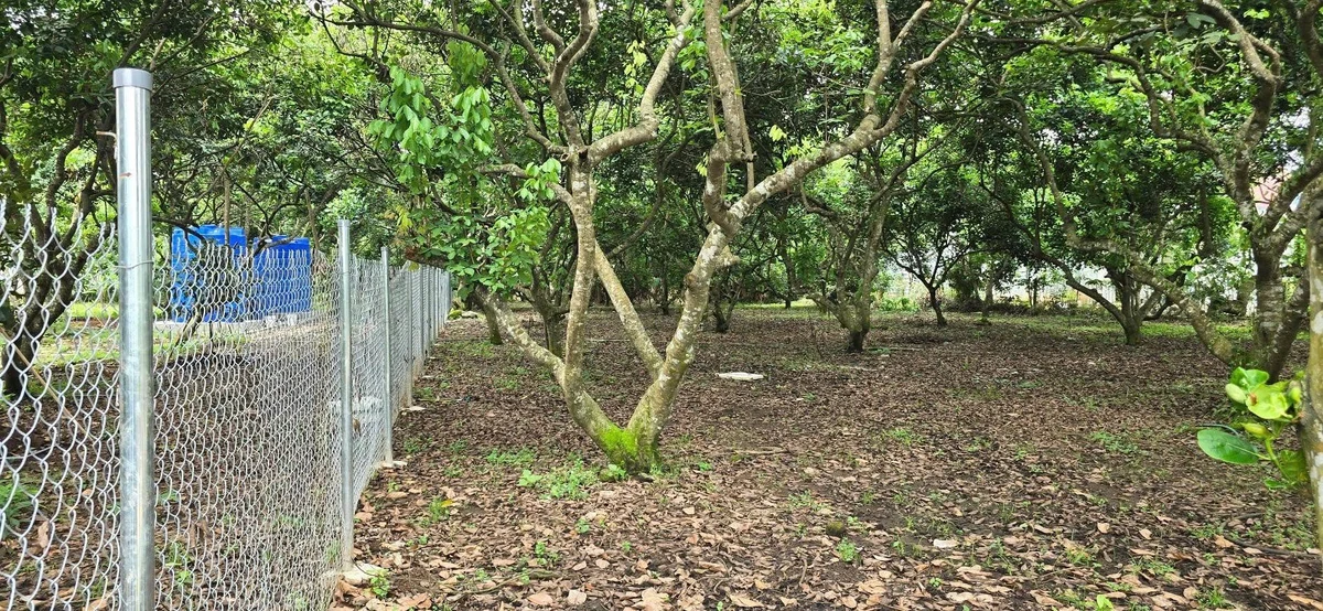 Bán vườn trái cây 1000m2 có 118m2 thổ cư tại Phường Bình Lộc, Long Khánh, Đồng Nai - Ảnh thu nhỏ 2