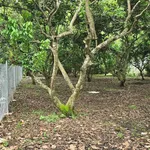 Bán vườn trái cây 1000m2 có 118m2 thổ cư tại Phường Bình Lộc, Long Khánh, Đồng Nai - Ảnh thu nhỏ 2