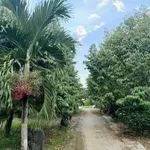 Bán 9 sào vườn Phú Xuân, Đồng Nai, 4,6 tỷ, SHR - Ảnh thu nhỏ 2