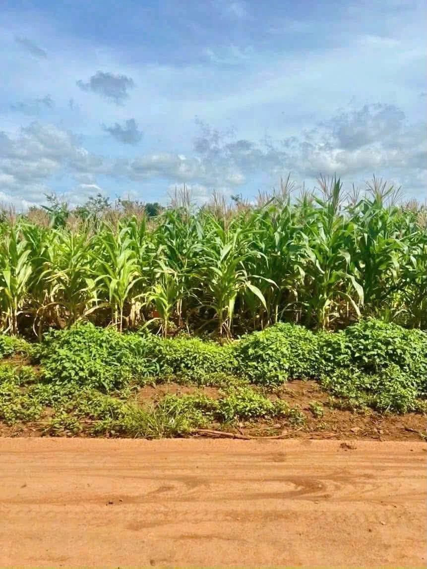 Bán lô đất 5x35m đường 8KC Hoà Thuận, Phường Tân An, Buôn Ma Thuột giá 950 triệu - Ảnh 1