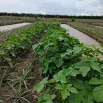 Chính chủ bán 19000m2, khu du lịch sinh thái Khóm cầu đúc, sẵn nhà, thổ cư, sổ hồng riêng - Ảnh thu nhỏ 7