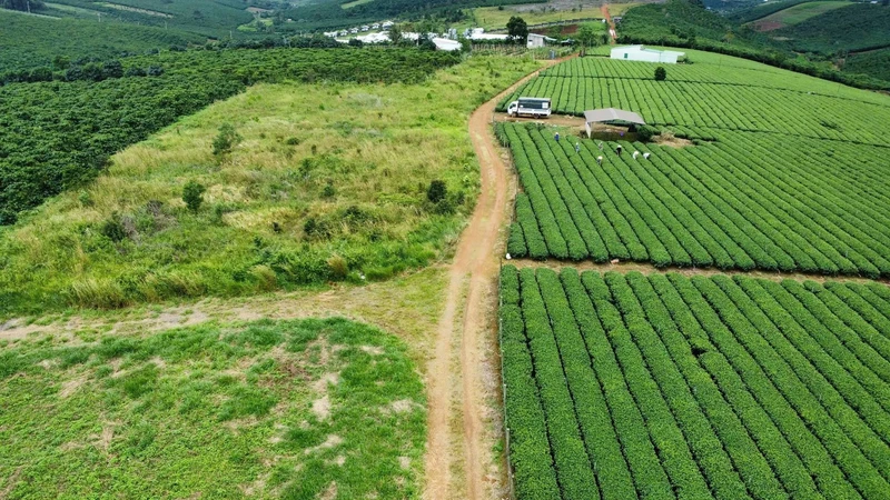 Bán đất 1,33ha thổ cư tại B'lá, Lâm Đồng