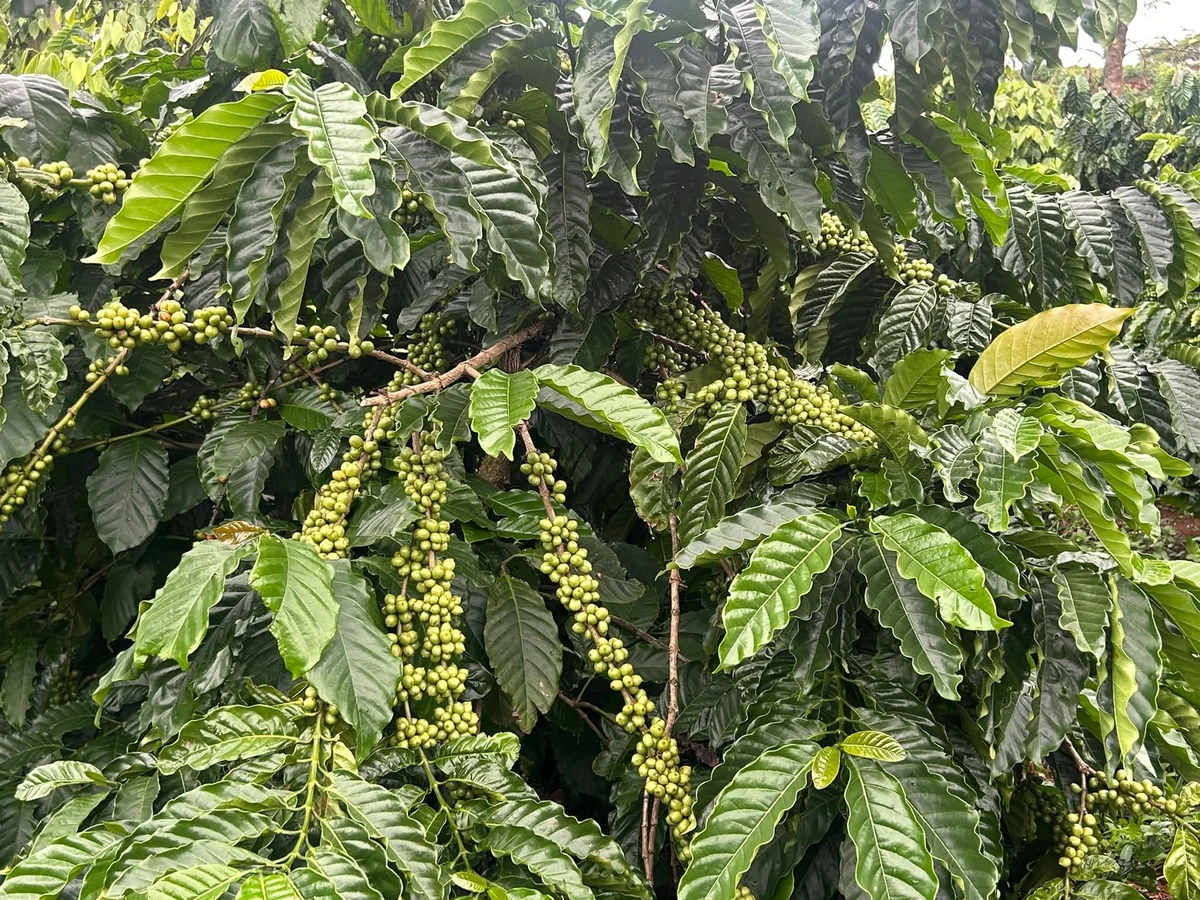 Bán đất 3 hecta Thôn 5 Trường Xuân Cần Giờ 5,3 tỷ - Ảnh thu nhỏ 2