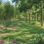191.8m2 đất Bình Điền, cạnh bên Lake Ho, gần Ami Garden - Ảnh thu nhỏ 2