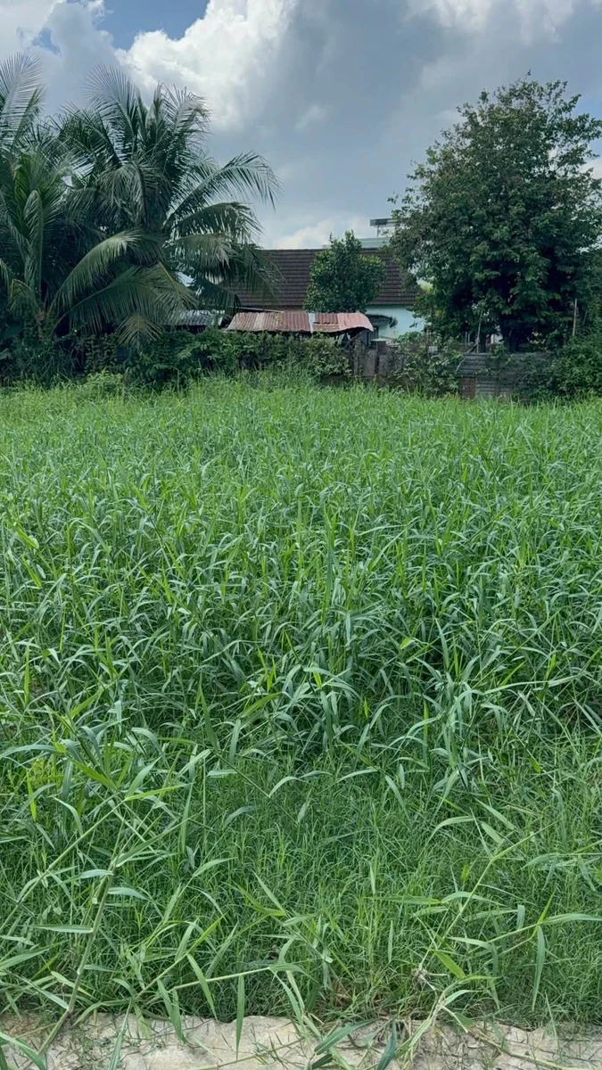 Bán đất ở 95,4m² gần 100m² Diên An 1,86 tỷ - Ảnh thu nhỏ 4