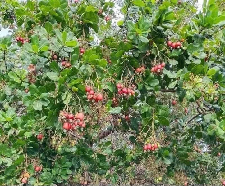 Bán đất cao su 1,5 ha Phú Riêng, giá 1 tỷ 650