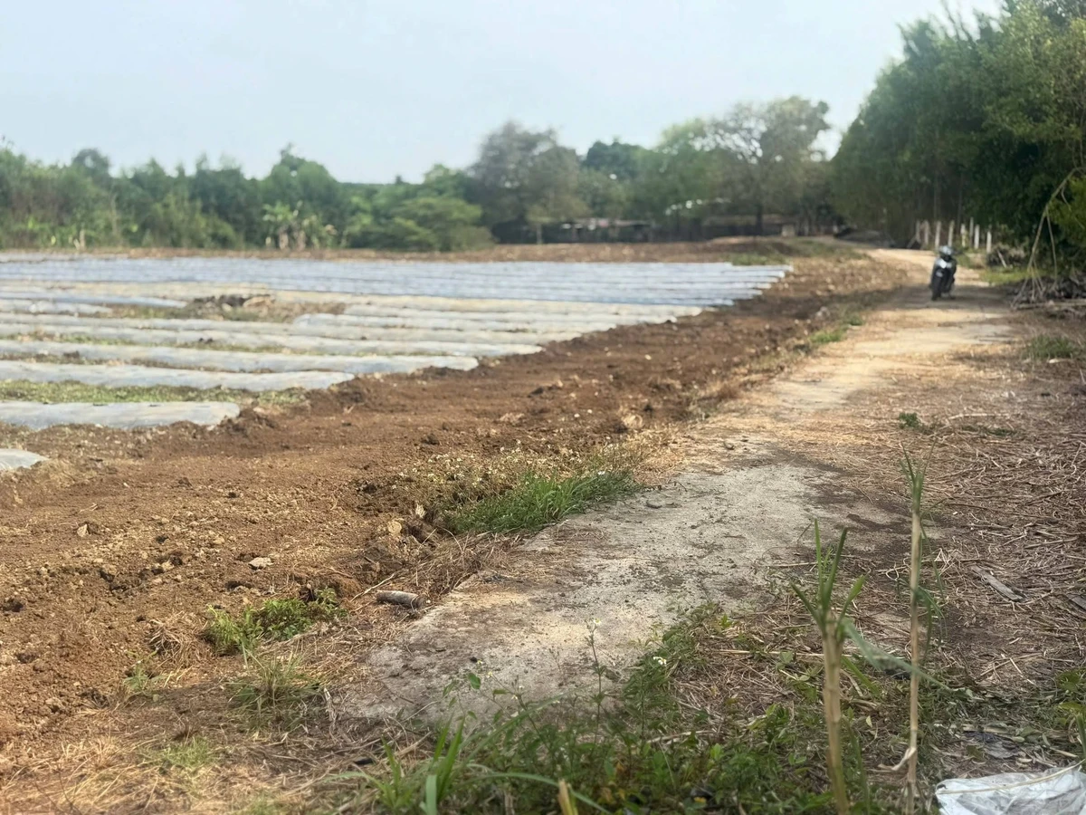 Bán đất Xã Nghĩa Thành Cần Giờ 8 sào, 300m² thổ cư, 5 tỷ - Ảnh thu nhỏ 3