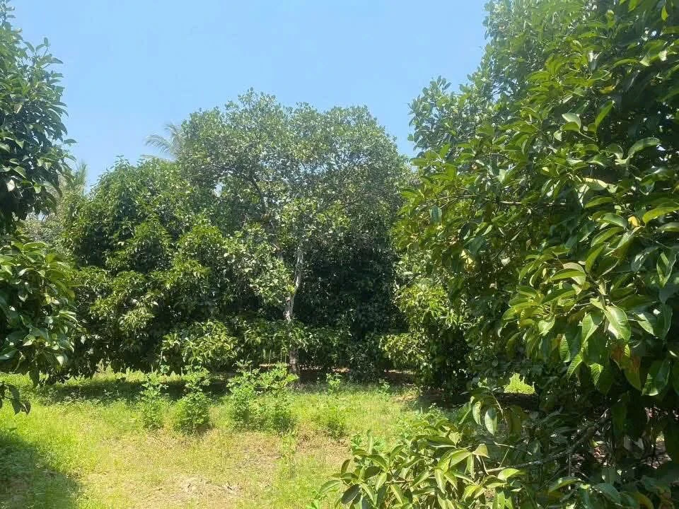 Bán đất Ninh Thuận 1000m² 1,5 tỷ sổ sẵn giáp sông - Ảnh thu nhỏ 4
