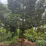 Bán đất 1,3ha view sông Sêrêpốk Hòa Phú Đắk Lắk - Ảnh thu nhỏ 3