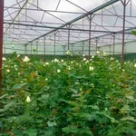 Bán 9 sào đất nông nghiệp có nhà lồng tại Đà Lạt 9000m2 - Ảnh thu nhỏ 2