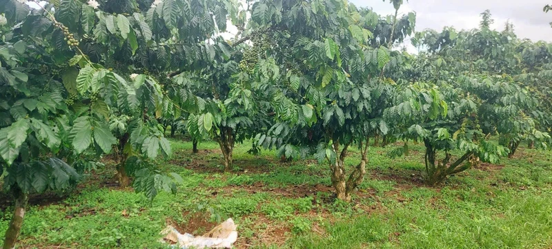 Bán đất 2,9 sào Lộc Quảng Bảo Lâm 2,2 tỷ