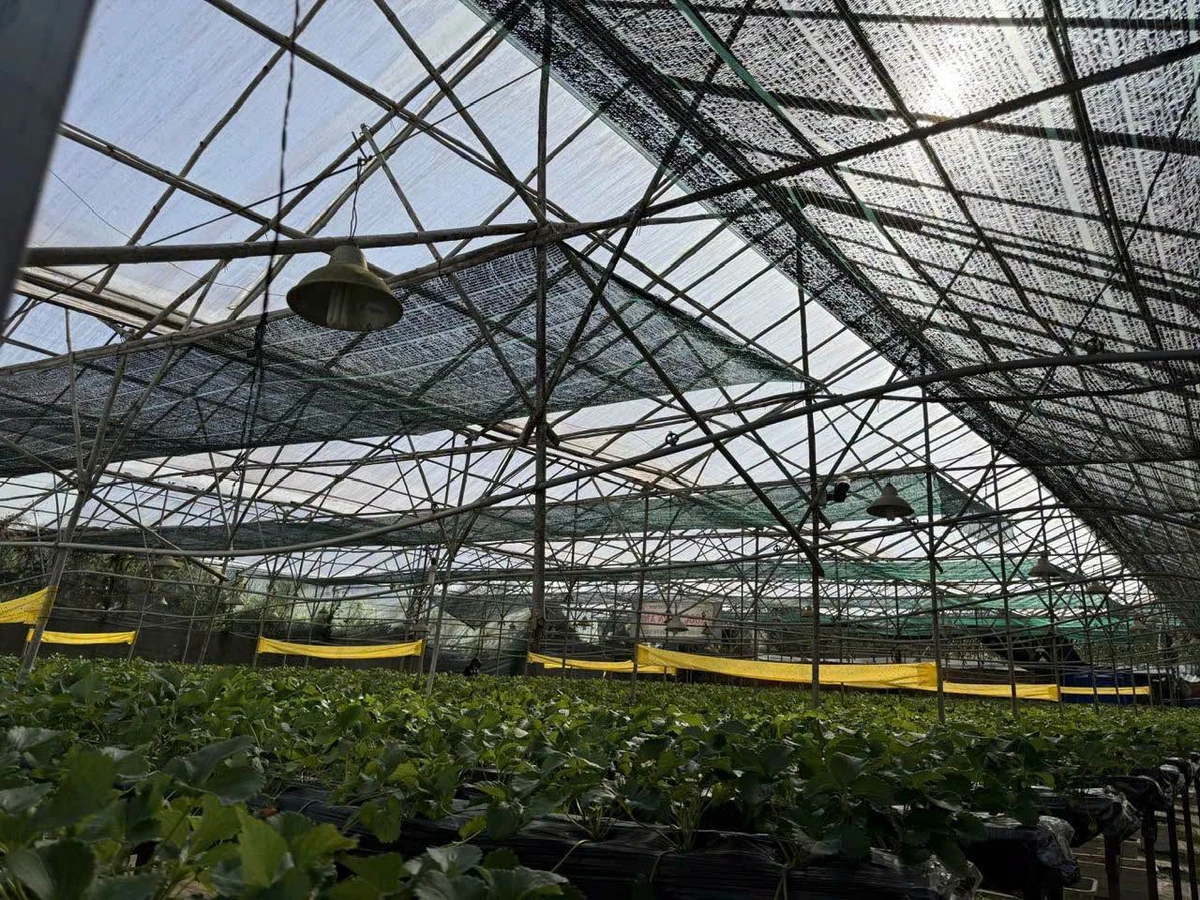 Bán đất mặt tiền 600m2 Ngô Tất Tố, Đà Lạt - Ảnh thu nhỏ 4