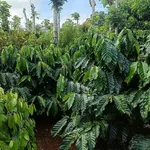 Bán 9 hecta đất vườn cà phê, tiêu tại Lâm Đồng - Ảnh thu nhỏ 3
