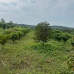 Bán đất 100m² mặt tiền Lộc Điền 1,2 tỷ - Ảnh thu nhỏ 1